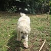 Loulou Bouille d'amour