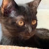 LOUISE CHATONNE NOIR ANGORA