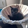 LOUISE CHATONNE NOIR ANGORA
