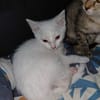 ANGEL CHATON BLANC