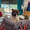 SAM