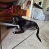Naya, Femelle, X Berger, née le 18/08/2025 🐶