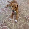 Frisky, Mâle, X Berger, né le 01/04/2025 🐶