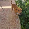 Frisky, Mâle, X Berger, né le 01/04/2025 🐶