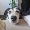 Freundlicher STEVIE sucht sein Zuhause!