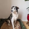Freundlicher STEVIE sucht sein Zuhause!