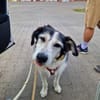 Freundlicher STEVIE sucht sein Zuhause!