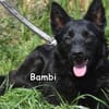 BAMBI