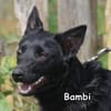 BAMBI