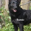 BAMBI