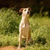 Bonnie - Rohdiamant sucht Zuhause