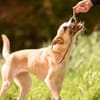 Bonnie - Rohdiamant sucht Zuhause