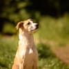 Bonnie - Rohdiamant sucht Zuhause