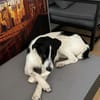 Miel - junge, liebe, süße Hundedame