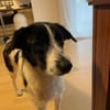 Miel - junge, liebe, süße Hundedame