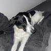 Miel - junge, liebe, süße Hundedame