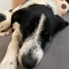 Miel - junge, liebe, süße Hundedame