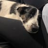 Miel - junge, liebe, süße Hundedame