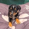 Leo ein kleiner Dackel Pinscher mix