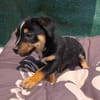 Leo ein kleiner Dackel Pinscher mix