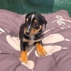 Leo ein kleiner Dackel Pinscher mix