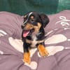 Leo ein kleiner Dackel Pinscher mix
