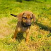 Max sucht ein Körbchen