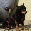 Freundlicher  Jack      Gnadenadoption!