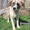 Giorgia in der Tierherberge Donzdorf