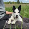 🐾 Elo  fröhlicher kleiner Welpe