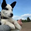 🐾 Elo  fröhlicher kleiner Welpe