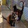 Verspielte, scheue  Katzen Tulip & Rose
