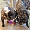 Verspielte, scheue  Katzen Tulip & Rose