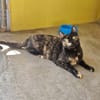Verspielte, scheue  Katzen Tulip & Rose