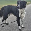 Picolino sucht aktive Menschen