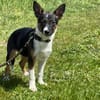 🐾 Ella  kleine, freundliche Welpin