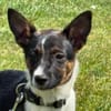 🐾 Ella  kleine, freundliche Welpin