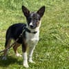🐾 Ella  kleine, freundliche Welpin