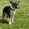 🐾 Ella  kleine, freundliche Welpin