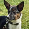 🐾 Ella  kleine, freundliche Welpin