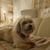 Louie - ein Hund zum Verlieben
