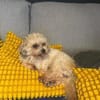 Louie - ein Hund zum Verlieben