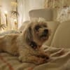 Louie - ein Hund zum Verlieben