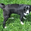 DALIAH -rundum tolles Hundekind-