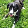 DALIAH -rundum tolles Hundekind-