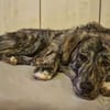 Zuhause gesucht für Sunny