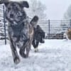 Zuhause gesucht für Sunny