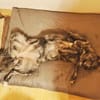 Zuhause gesucht für Sunny