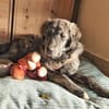 Zuhause gesucht für Sunny