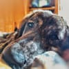 Zuhause gesucht für Sunny